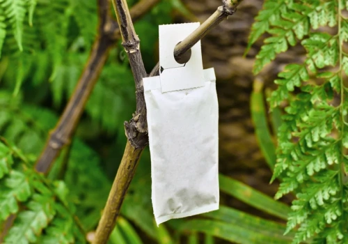 Kupujesz dobroczynka? Nie trzymaj go w mieszkaniu. Ten błąd niszczy całą ochronę drzew