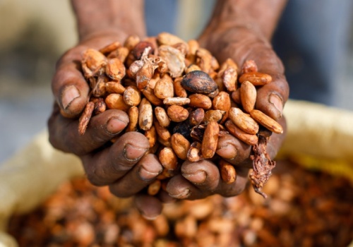 Kryzys na rynku kakao. Setki tysięcy ton zalegają w magazynach