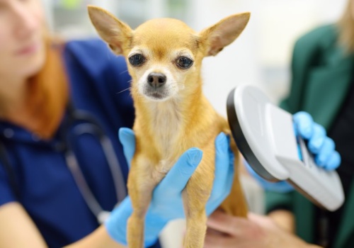 Nowy obowiązek dla psiarzy i kociarzy. KROPiK z zielonym światłem od rządu