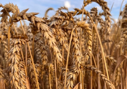 Korekta spadkowa na pszenicy po wcześniejszych wzrostach