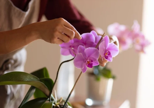 Wsyp zaledwie pół łyżeczki do doniczki. Po 3 tygodniach storczyk rusza z pąkami