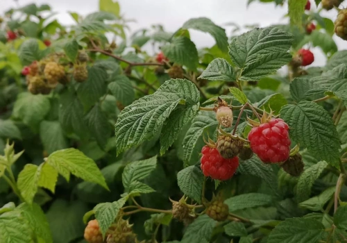 5 najczęstszych błędów, które zniszczą opłacalność plantacji jagodowych w Polsce w 2026 roku