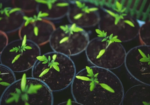 Zaczyna się niewinnie. Po tygodniu nie ma sadzonek. Tak wygląda zgorzel