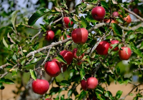 Integrowana produkcja roślin: Od 6 marca krótsze terminy, nowe zasady
