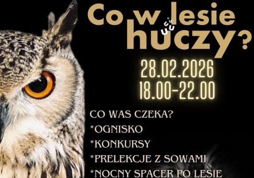Co w lesie huczy? Spacer w poszukiwaniu sów