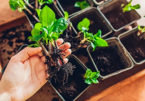 Pokrój, zalej wodą i podlej rośliny. Bardzo silny ukorzeniacz za 0 zł