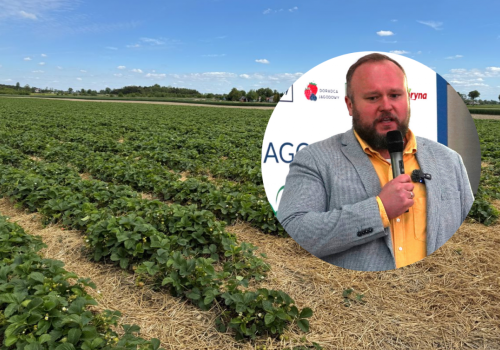 Truskawka przemysłowa traci sens. Dlaczego przyszłość jest w deserze i tunelach?