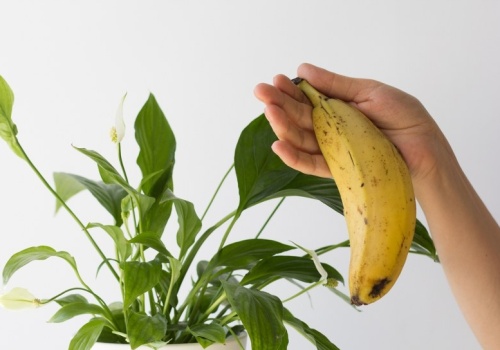 Nacierasz liście roślin doniczkowych skórką od banana? Ten gatunek tego nie znosi