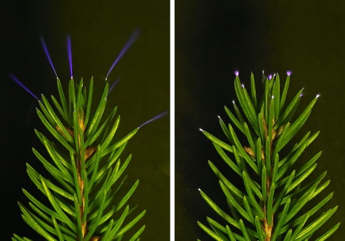 Drzewa emitują dziwne światło w czasie burz. Ludzkie oko nie jest w stanie dostrzec tego zjawiska