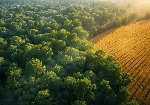 Czy można wyciąć 70-letni las i przekształcić go w pole uprawne? Sprawdzamy przepisy