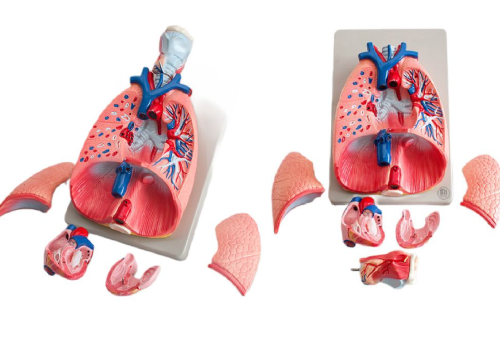 Kryptokokoza – groźna choroba grzybicza