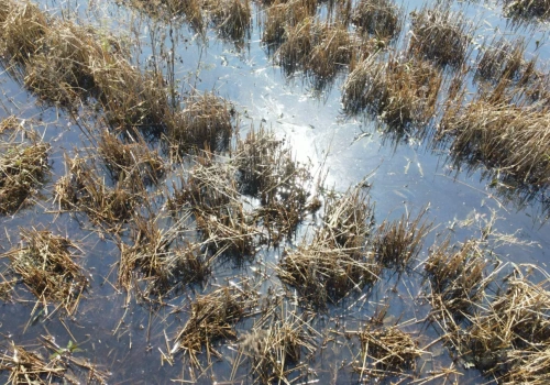 Kolejny cios w rolników? „Prawie 1 mln ha może wypaść z produkcji”