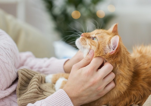 Koci pomocnicy onkologów. Mapa genetyczna ważnym odkryciem w medycynie