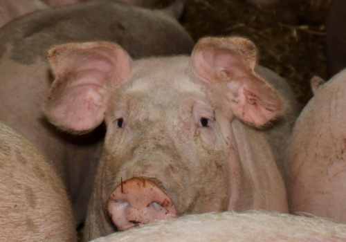 KE odmówiła pomocy europejskim producentom trzody. Komisarz dostrzega oznaki stabilizacji na rynku