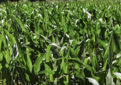 Polska chce wyrównać zasady gry. Rolnicy z UE kontra import z krajów trzecich