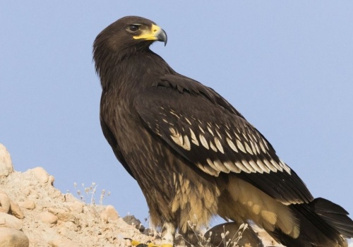 Ten ptak jest krytycznie zagrożony. W Polsce żyje tylko kilkanaście par