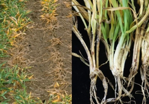 Jaki jest stan ozimin po zimie? Na co zwrócić uwagę przed ruszeniem wegetacji