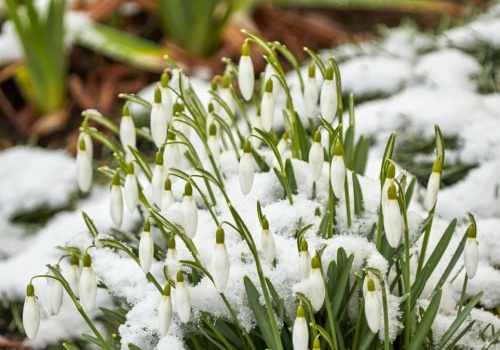 Chcesz piękny ogród? W marcu musisz zacząć od tego