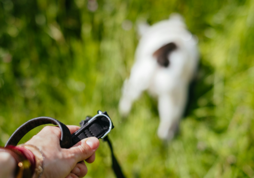 Becikowe na psa naprawdę może wejść w życie. 1500 zł za adopcję bezdomnego zwierzaka