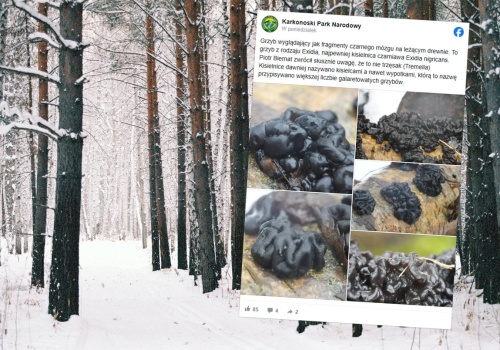 Ciekawe znalezisko w polskim lesie. Wygląda niepokojąco i budzi jedno skojarzenie. 