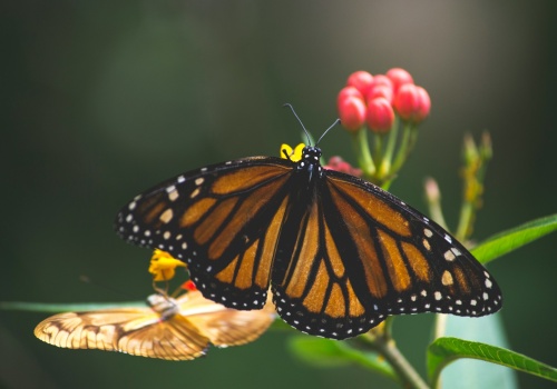 Motyl nie jest metaforą. Tak rośnie błąd w złożonych układach kwantowych