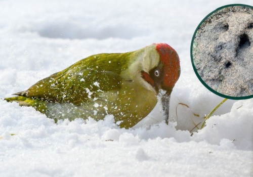 Zielone ptaki robią w polskich lasach wielkie dziury. Co się dzieje?