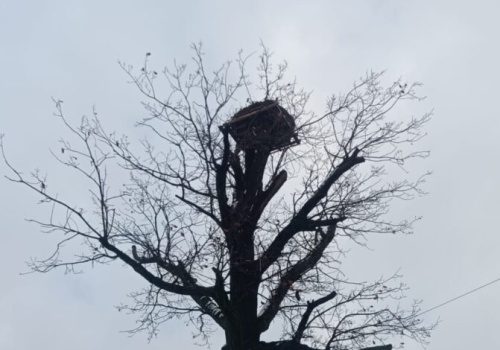 Bociany wracają do odnowionych gniazd – podsumowanie trzech lat działań RDOŚ w Katowicach