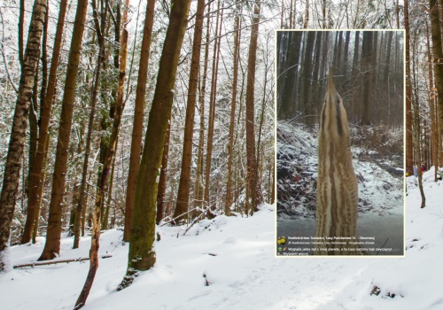 Leśnicy pokazali niezwykłe nagranie. 