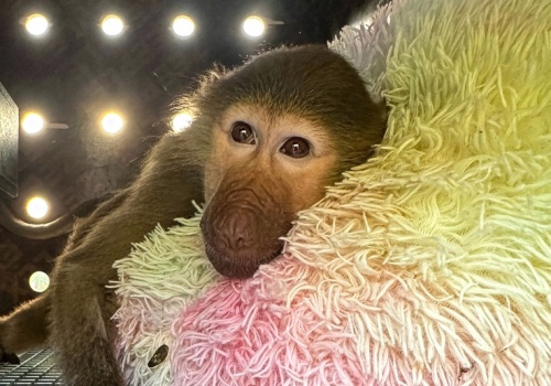 Pawian, antylopy i piłkarski puchar. Kulisy nietypowych transportów DHL