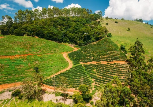 Gorzki smak małej czarnej. Kawa w 2025 roku zaliczyła szaleńczy rajd cenowy