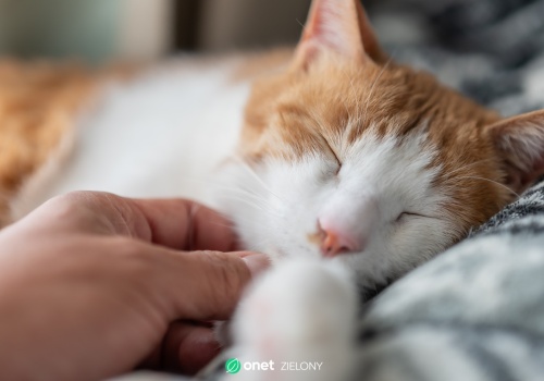 Nigdy nie obcinaj kotu wąsów. Skutki mogą cię przerazić