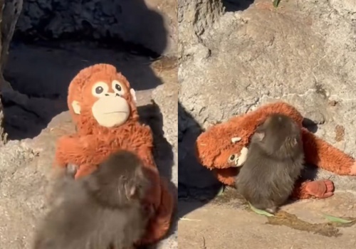 Najbardziej wzruszające zdjęcie świata? Zoo pokazało pierwsze spotkanie Puncha z maskotką