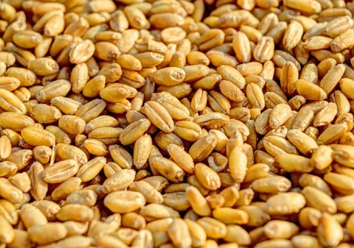 25.02.2026 Ceny skupu zbóż, kukurydzy, oleistych i strączkowych: dlaczego ceny nie rosną?