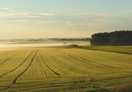 Co KOWR robi z ziemią zwracaną przez GoodValley? Ile niedoszłych OPR ma dzierżawców?