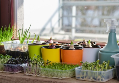 Wybierz dobrą ziemię i doniczki. Złote zasady rozsady