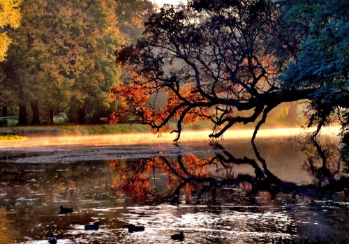 Czy Krzywe Drzewo z Szydłowca wygrało w Europie? Wiemy, kiedy ogłoszą wyniki