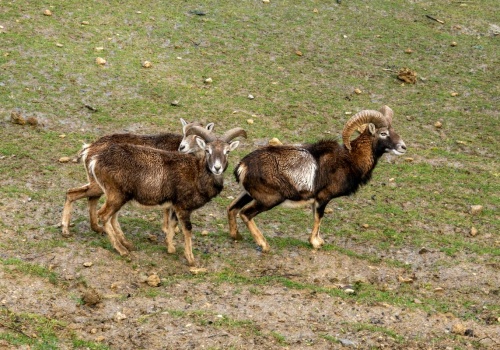 Niemcy: muflony wyjadają rzepak i kukurydzę. Spór o odstrzał.