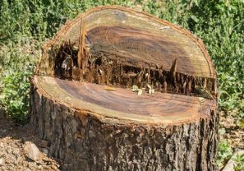 Wlej do pnia. Usuniesz go bez koparki