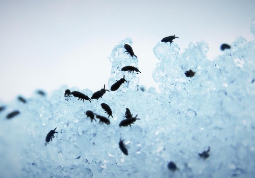 Na śniegu były ich tysiące. Leśnicy pokazali nagranie