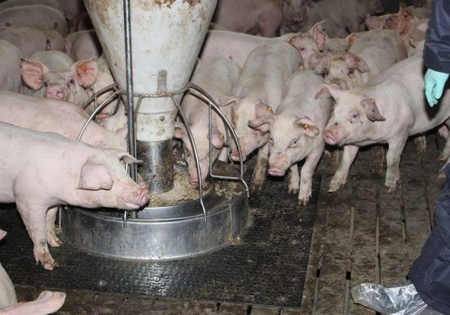 Tuczniki droższe nawet o 90 gr. Jakie są aktualne ceny świń w Polsce?