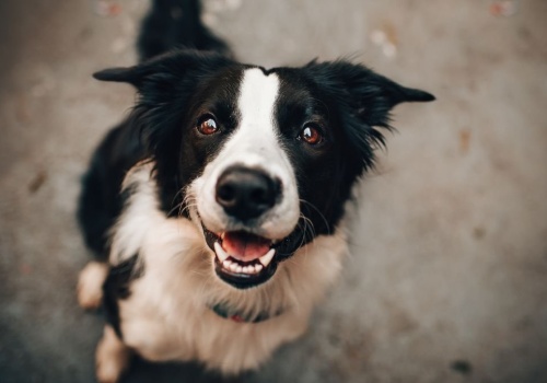 Rząd wprowadza obowiązkowe czipowanie psów u rolnika. Kary do 5000 zł