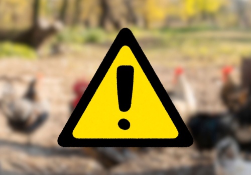 Pomór drobiu w Łódzkiem? Wojewoda ostrzega hodowców