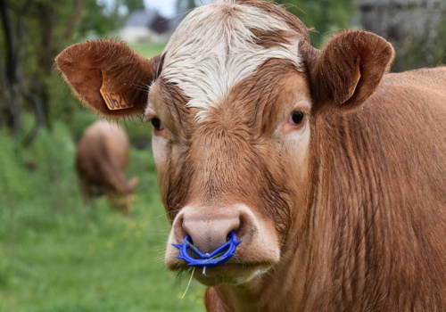 Epidemia guzowatej choroby skóry bydła we Francji przez skażone zboże z Ukrainy
