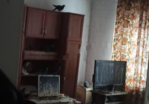 Horror w mieszkaniu, w bloku we Wrocławiu. Gołębie były wszędzie...