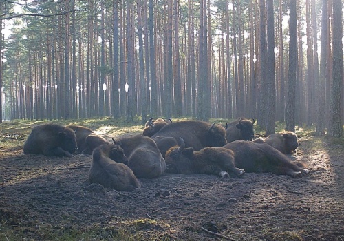 W cztery lata stado żubrów na Lubelszczyźnie powiększyło się dwukrotnie. Będą kolejne młode