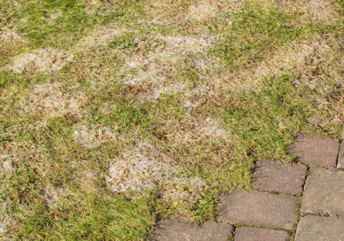 Śnieg znika, odkrywając szare plamy na trawniku? Pleśń śniegowa atakuje właśnie teraz