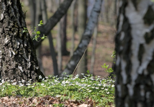 Kiedy przyjdzie wiosna? Podpowie przyroda