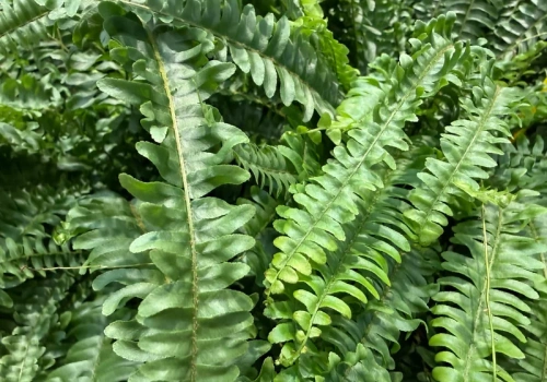 Spryskaj paprotkę tym roztworem z apteki. Po 3 tygodniach będzie gęsta jak nigdy wcześniej