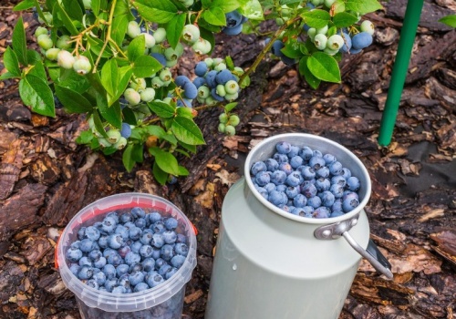 Zamiast wyrzucać, podsyp borówkę amerykańską. Owoce zbierzesz wiadrami