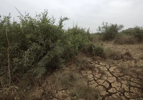 Jak przywrócić nieużytkowany grunt do produkcji rolnej?